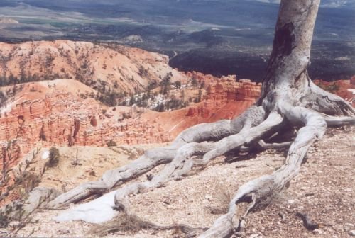 "Survivor". I don't have any idea how many years this tree has clung to the edge of the cliff.
