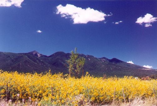 This is a "spring" photo taken in August. At higher elevations, it doesn't get warm enough for spring flowers until summer, and rain from Wet Summer is needed before they will bloom. This is a field of Sunflowers.