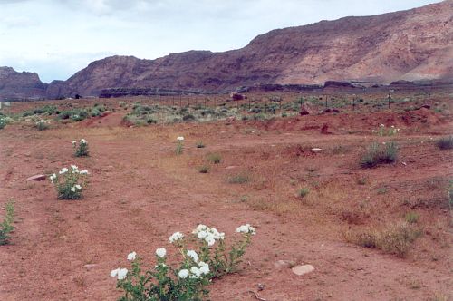 Soon after the turnoff onto US89A. The flowers are Desert Poppies.