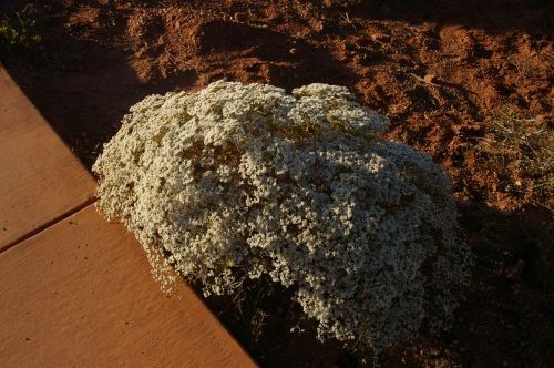 An interesting looking plant. I wonder what it is!