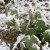 This is the cactus used to make most cactus jelly, and nopalitos.