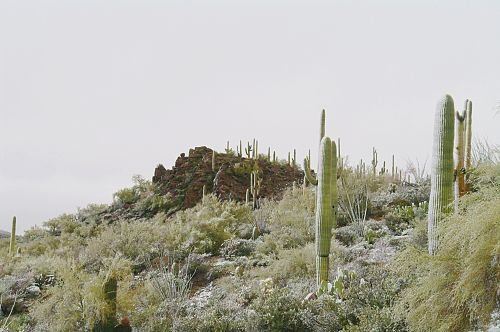 Saguaros with rocks in the background.