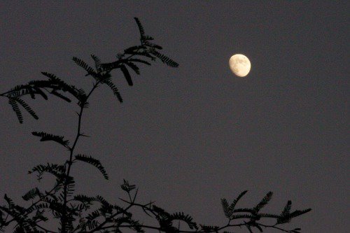 Moon with tree.