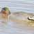 Green-winged Teal, Anas crecca