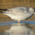 Ring-billed Gull, Larus delawarensis