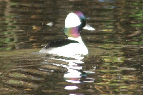 Bufflehead, Bucephala albeola