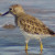 Least Sandpiper, Calidris minutilla Least Sandpiper, Calidris minutilla