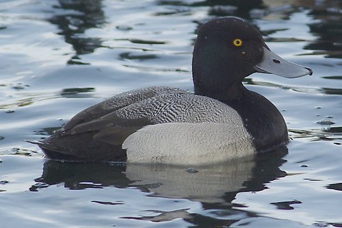 Lesser Scaup, Aythya affinis