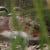 American Wigeon, Anas americana American Wigeon, Anas americana