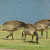 Canada Goose, Branta canadensis Canada Goose, Branta canadensis