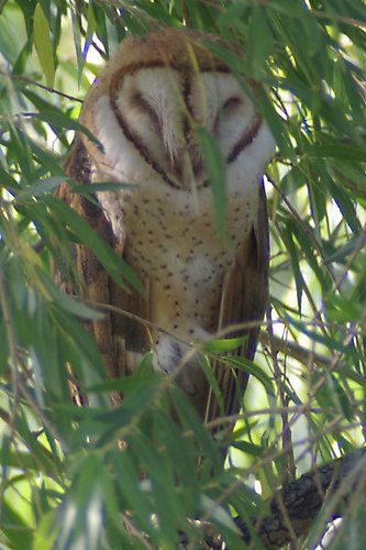 Barn Owl, Tyto alba