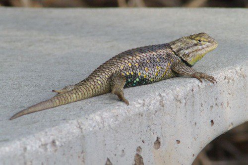 Desert Spiny Lizard.
