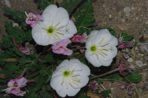 Evening Primrose. They only bloom at night (and for an hour or so before and after).
