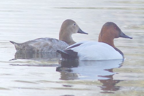 Canvasback, Aythya valisineria