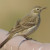 American Pipit, Anthus rubescens American Pipit, Anthus rubescens