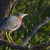 Green Heron, Butorides virescens Green Heron, Butorides virescens
