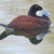 Ruddy Duck, Oxyura jamaicensis Ruddy Duck, Oxyura jamaicensis
