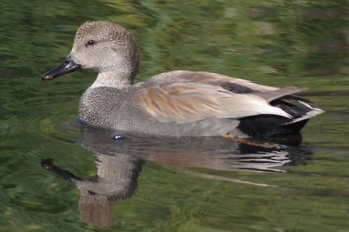 Gadwall, Anas strepera