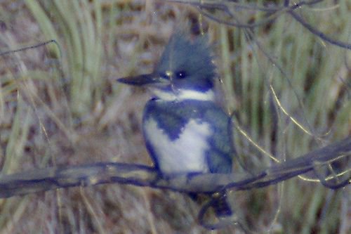Belted Kingfisher, Megaceryle alcyon. These are very shy birds; it is difficult to get good photos.