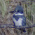 Belted Kingfisher, Megaceryle alcyon. These are very shy birds; it is difficult to get good photos.
