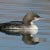 Pacific Loon, Gavia pacifica Pacific Loon, Gavia pacifica
