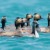 Eared Grebes, Podiceps nigricollis Eared Grebes, Podiceps nigricollis