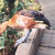 Fulvous Whistling Duck, Dendrocygna bicolor Fulvous Whistling Duck, Dendrocygna bicolor