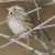 Savannah Sparrow, Passerculus sandwichensis
