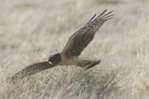 Northern Harrier, Circus cyaneus. He has the face of an owl; very distinctive.