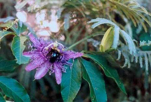 Passionflower. Passiflora incarnata.