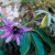 Passionflower. Passiflora incarnata.