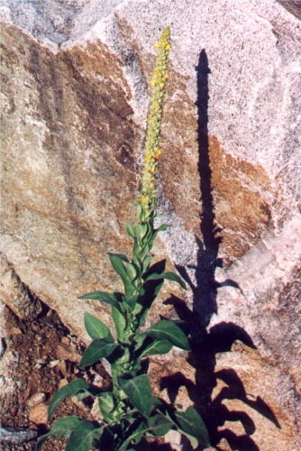 Common Mullein. Verbascum thapsus.