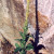 Common Mullein. Verbascum thapsus.