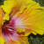 Hibiscus closeup.