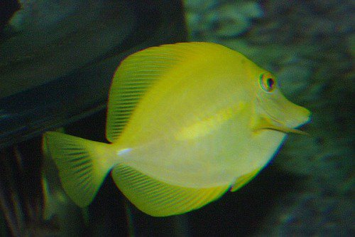 Yellow Tang. Zebrasoma flavescens. Lau`i Pala.