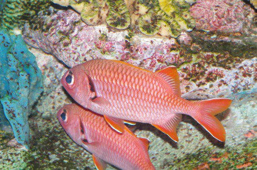 Soldierfish. Myripristis sp.