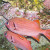 Soldierfish. Myripristis sp. Soldierfish. Myripristis sp.