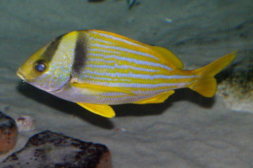 Resembles Lutjanus kasmira, Bluestripe snapper. Ta'ape. The Bluestripe lacks the dark stripes on the face.