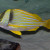 Resembles Lutjanus kasmira, Bluestripe snapper. Ta'ape. The Bluestripe lacks the dark stripes on the face. Resembles Lutjanus kasmira, Bluestripe snapper. Ta'ape. The Bluestripe lacks the dark stripes on the face.