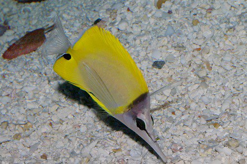Forcepsfish. Forcipiger flavissimus. Lauwiliwili Nukunuku-'oi'oi.