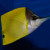 Forcepsfish, another view. Forcepsfish, another view.