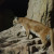 Mountain Lion. Seen in the area, but not yet in my yard. Mountain Lion. Seen in the area, but not yet in my yard.