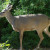Mule Deer. Seen in my yard, but this is a better picture. Mule Deer. Seen in my yard, but this is a better picture.