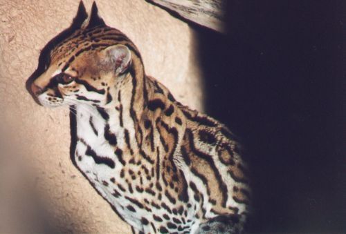 Ocelot. Rare. Seen mostly in Mexico.