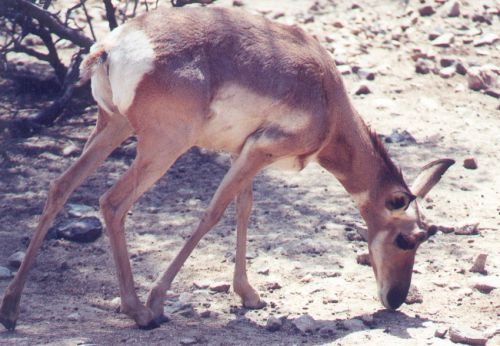 Pronghorn Antelope. Not likely to see this one in the area.