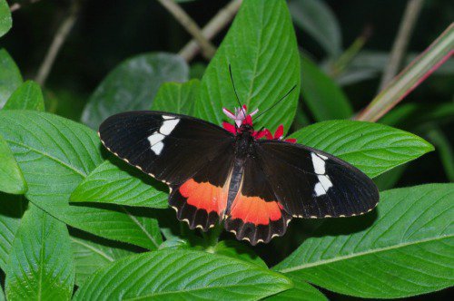 Heliconian. Probably Clysonymus Longwing. South America.