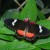 Heliconian. Probably Clysonymus Longwing. South America. Heliconian. Probably Clysonymus Longwing. South America.