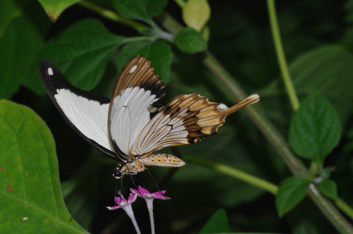 Mocker Swallowtail. Africa.