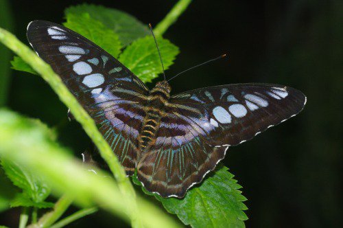 Violet Clipper. India, Australia.