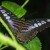 Violet Clipper. India, Australia. Violet Clipper. India, Australia.